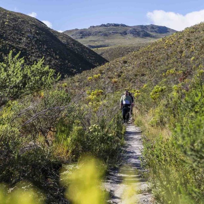 One of the Glamtrail hikes through fynbos leading to Bouchard Finlayson, the award-winning boutique winery